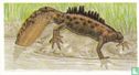 Great Crested Newt - Image 1