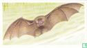 The Greater Horseshoe Bat - Bild 1