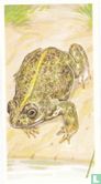 Natterjack Toad - Afbeelding 1