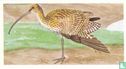 The Curlew - Image 1