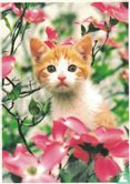 Ros wit kitten tussen bloemenstruik - Afbeelding 1