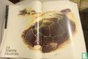 La tortue franche - Image 1