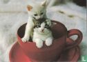 Twee kittens in rood kopje  - Bild 1