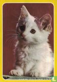 Wit-grijs kitten bij betonblok - Bild 1