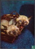 Siamese kittens in mand - Afbeelding 1