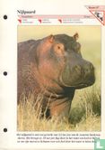 Nijlpaard - Image 1