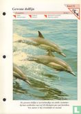 Gewone dolfijn - Afbeelding 1