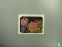 Chinese Aster - Image 1