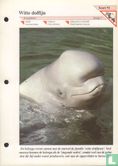 Witte dolfijn - Afbeelding 1
