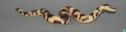 Boa Constrictor - Afbeelding 2