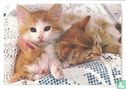 Gentils chatons - Image 1