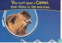 Camel "You can't beat a Camel..." - Bild 1