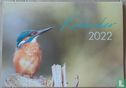 Pelicano 2022 - Bild 1