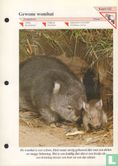 Gewone wombat - Afbeelding 1
