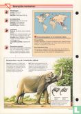 Aziatische olifant - Afbeelding 2