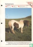 Shetland-pony - Image 1