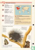 Noordamerikaans boomstekelvarken - Image 2
