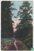 Germany Wald Forest 1916 Postkarte Ansichtskarte Postcard - Afbeelding 1