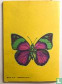 Butterfly 23