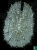 Emarginula paucipunctata - Afbeelding 2