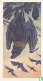 Malay Fruit Bat - Image 1