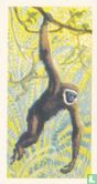 Agile Gibbon - Image 1