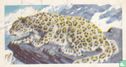 Snow Leopard - Image 1