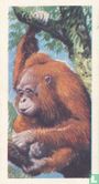 Orang-utan - Afbeelding 1