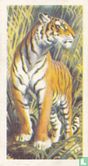 Tiger - Afbeelding 1