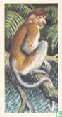 Proboscis Monkey - Afbeelding 1