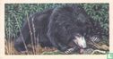 Sloth Bear - Image 1