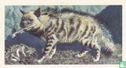 Striped Hyena - Image 1