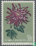 Chrysanthemums - Image 2