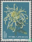 Chrysanthèmes - Image 2