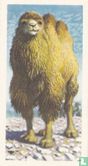 Bactrian Camel - Image 1