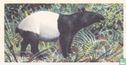 Malay Tapir - Image 1