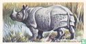 Indian Rhinoceros - Image 1