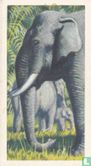 Asiatic Elephant - Image 1