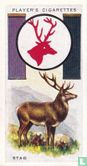 Stag - Image 1