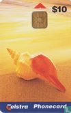 Florida Horse Conch Shell - Image 1