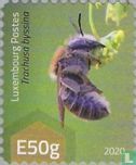 Bees - Image 1
