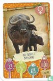 Koe (Buffel) / Bufflonne - Image 1