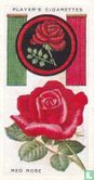 Red Rose - Image 1