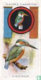 Kingfisher - Image 1