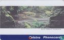 Rain Forrest, Tasmania