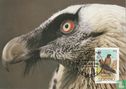 Bearded vulture - Image 1