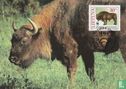 Wisent of Europese Bison - Afbeelding 1