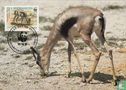 Gazelles