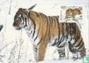 Sibirischer Tiger - Bild 1