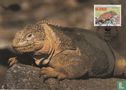 Galapagos land iguana - Image 1